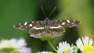 Araschnia levana forma obscura DSC163579