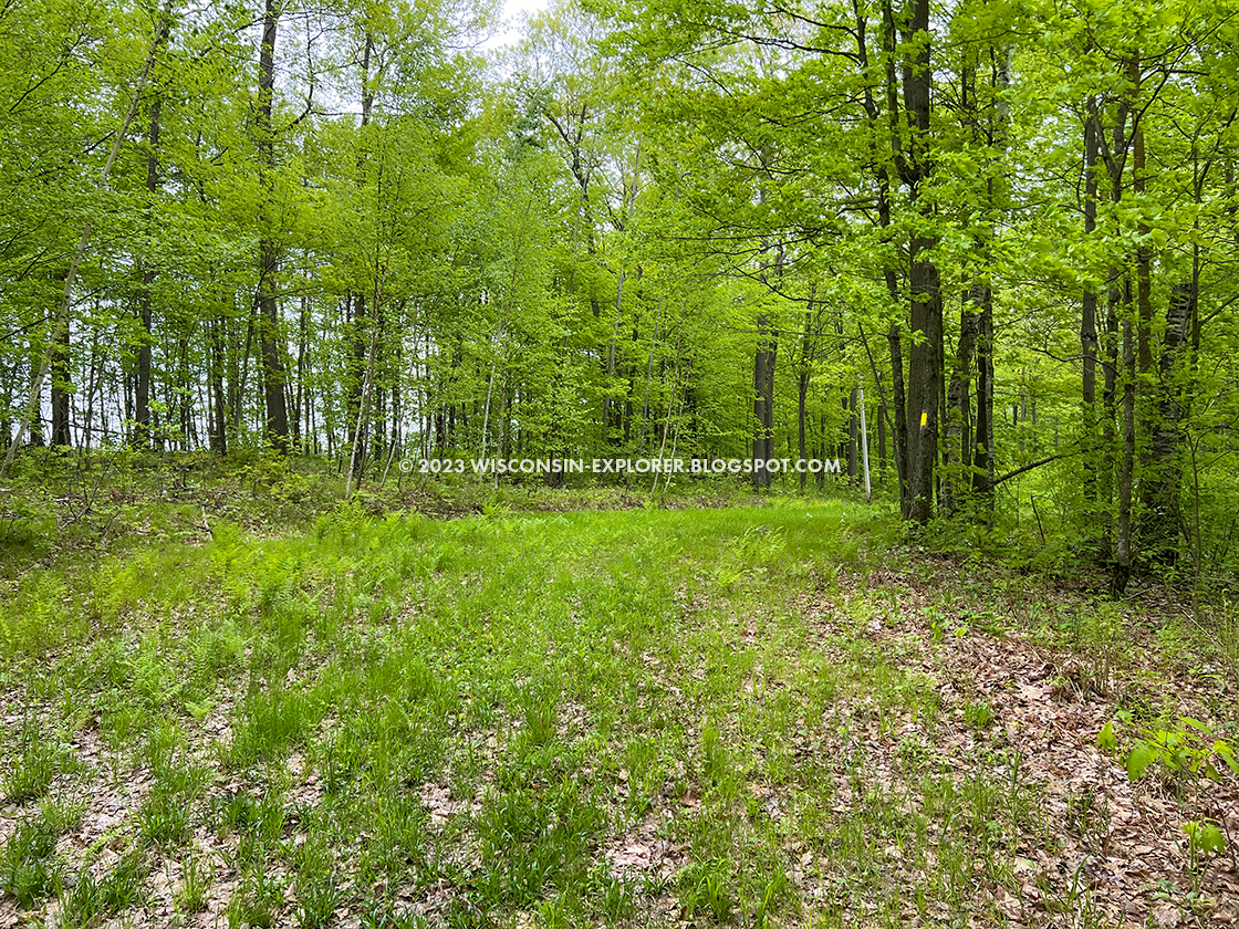 wide grass trail trough spring trees