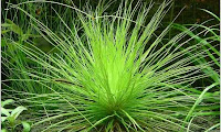 Eriocaulon sp Mato Grosso