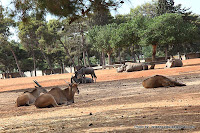 Parque safari de Ramat Gan 