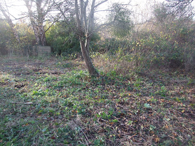 After the bramble clearance