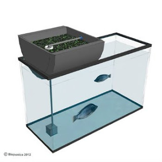 Aquaponics System Kits