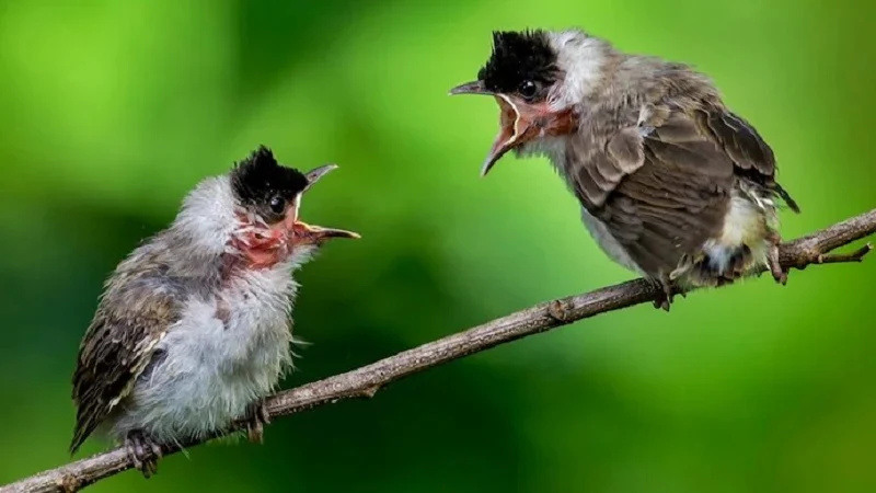 বুলবুলি পাখির রং কেমন - জোড়া  বুলবুলি পাখির ছবি - বুলবুলি পাখি কি পোষ মানে - bulbuli pakir pic - insightflowblog.com - Image no 4