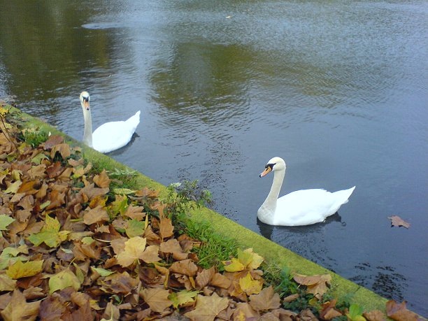 swans