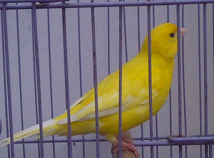 Gambar Burung Kenari Warna Kuning Lucu Gambar Foto 