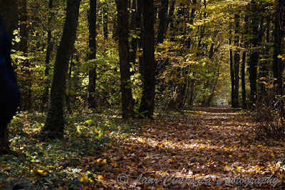 Toamna-Autumn-Herbst-Otoño-Toamna-Φθινόπωρο-Ősz