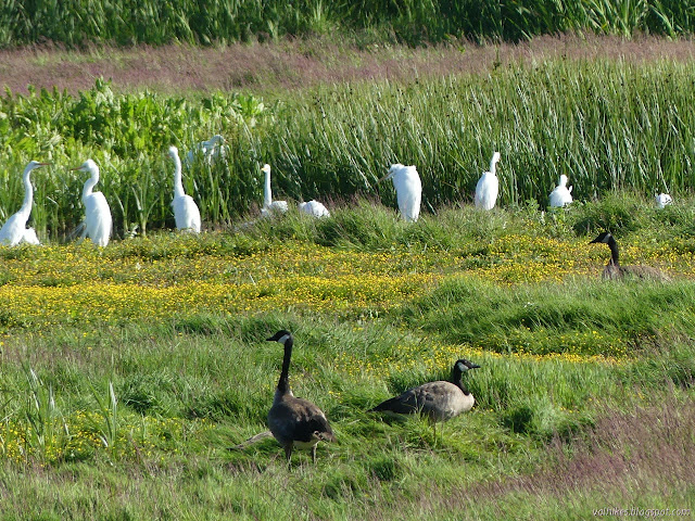 three Canada geese among the egrets at the watering hole