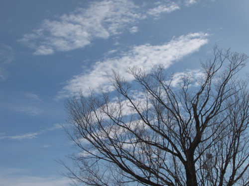 maple branches against blue sky