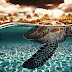 Sea Turtle by Geno Arguelles