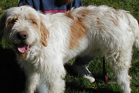 Otterhound Giant Dogs