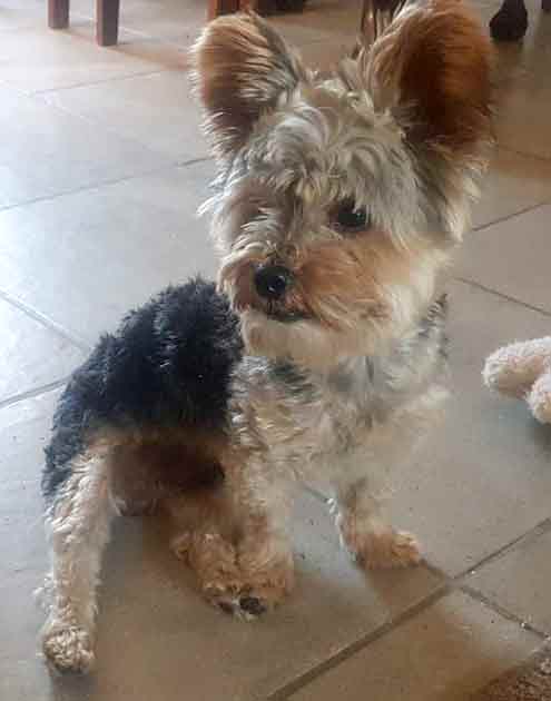 Adopt a 2 year old Yorkshire Terrier