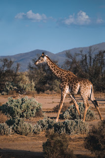 What do giraffes need to survive