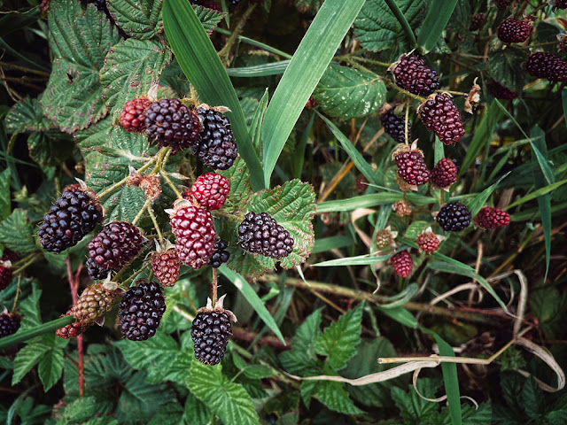 Boysenberries