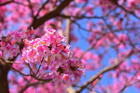 Pink Florals Flowers Nature Walk Tree Branches Joanna Joy A Stylish Love Story Blog California Fashion Lifestyle Blogger 
