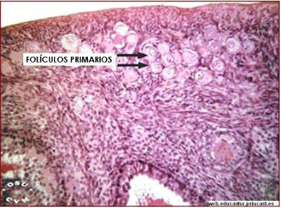 Microfotografías de un corte de ovario