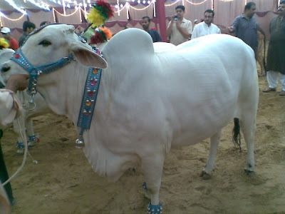 Cows in the market for this Eid-ul-Azha