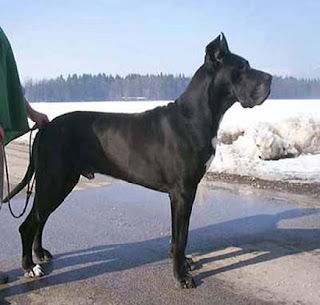 Alaunt Dog Breed