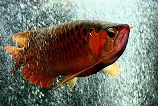 Arowana - The Fish of God