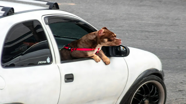 Dog in a Car