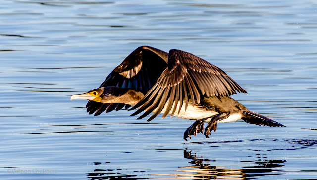 White-breasted cormorant in Flight: Canon EOS 6D / EF 70-300mm f/4 - 5.6L IS USM Lens