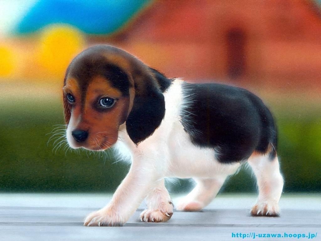 puppy wallpaper