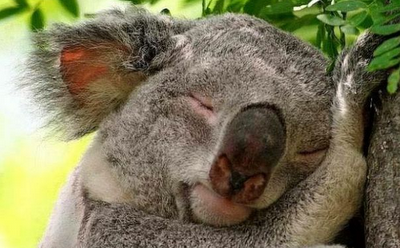 koala durmiendo