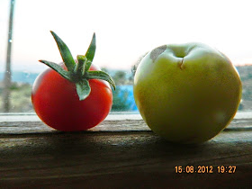bir erik meyvesi ve minyatür domates domatesin ne kadar küçük olduğunu görüntülemek için konulmuştur
