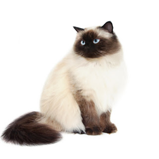 himalayan persian cat puss pussy pussycat grimalkin kat mace pisik kotka gat macka kocka kass pusa kissa gato katze macska kottur kakis kate qattus kot pisica macka katt kedi con meo kucing pets huisdieren animaux de compagnie Haustiere animais Animale de companie animales domesticos husdjur Evcil Hayvan anifeiliaid anwes domace zvali binatang kesayangan augintiniai animali domestici peatai bet kay lemmikit mga alagang hayop domaci zvirata kucni ljubimci animals domestics maskotak binatang peliharaan species