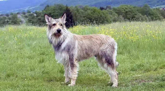 Berger Picard Dog Breed