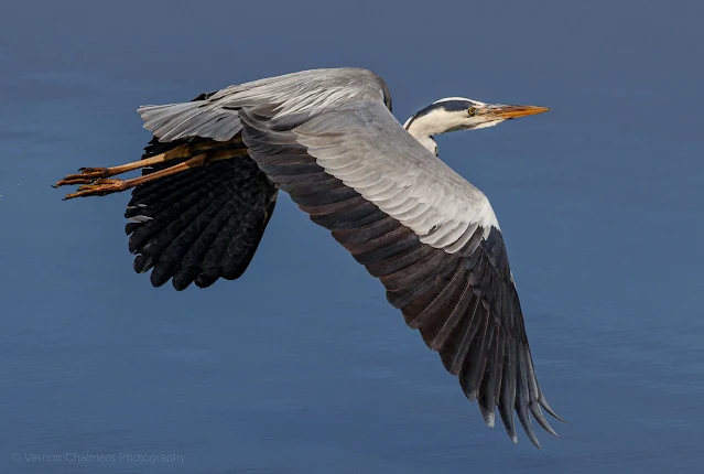 Grey Heron Flying into the Sun Woodbridge Island Copyright Vernon Chalmers