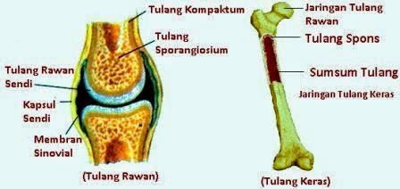 Macam Macam Tulang  Manusia Artikelsiana