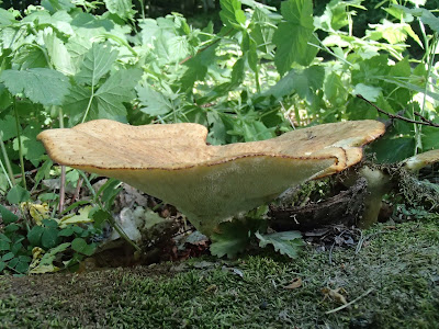 Mazury, żeglowanie, Mikołajki,`Cicha Zatoka, koźlarz babka, Leccinum scabrum, żagiew łuskowata, Polyporus squamosus, pieczarka, czernidłak, Coprinus