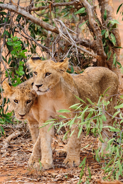 Lions Tsavo East, Kenia Safari in Tsavo Ost, tsavo east safari, wildlife Tsavo, Tsavo East Safari, Safaris from Mombasa, Safaris from Diani Beach, Wild Kenya Safaris, www.wildkenyasafaris.com, Kenia Safari, Safaris Kenya, diani safaris, wildlife kenya safaris, dream kenya safaris, natural world safaris, andbeyond safaris, dm tours safaris, beach air safaris, you and nature safaris, oranje safaris, wt safaris, vumbi jeep safaris, jt safaris, kifaru safaris,marco polo safaris, tsavo safaris, tahri camp, ashnil aruba lodge, sentrim camp, voi safari lodge, zomeni lion hill lodge tsavo, ndololo camp, voi wildlife lodge, manyatta camp, satao camp, saltlick lodge, lions bluff lodge, taita lodge, luxury safaris kenya, safaris from malindi, safaris from watamu. safari bookings kenya, safari holidays kenya, safari in Kenya