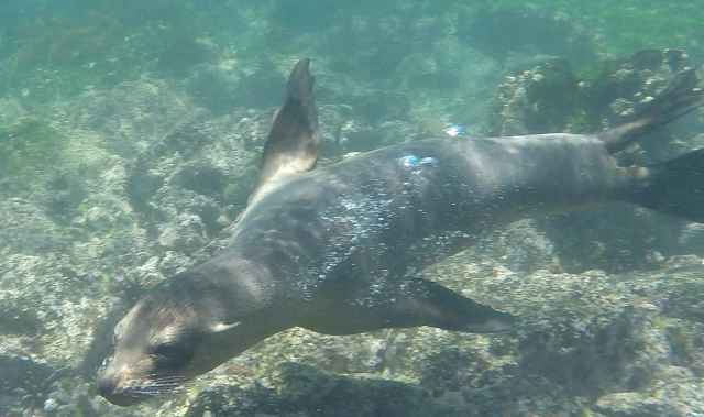 Snorkel en Punta Espinosa, Isla Fernandina, Islas Galápgos