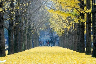 http://vietsukino.blogspot.com/2012/08/nami-island.html