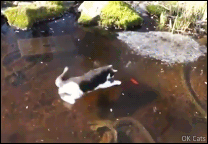 Funny Cat GIF • Cat trying to catch a redfish swimming under a frozen marre [ok-cats.com]