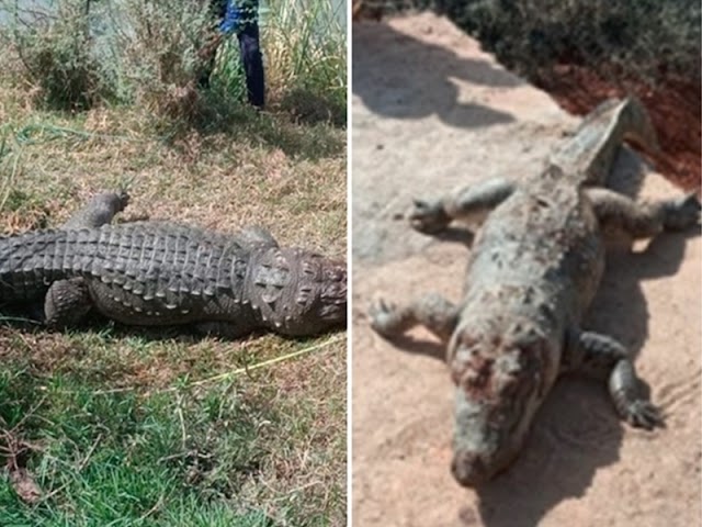 मगरमच्छ इस जगह से 500 मीटर दूर जाधवसागर तालाब में रहते हैं। लेकिन खाने की तलाश में शहर तक आ जाते हैं