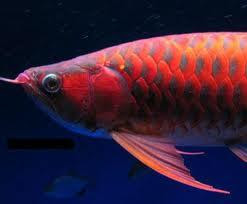 Picture Arowana Fish Red Chili