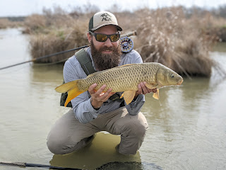 Carp in Texas: Part 1 - What are Carp? (and What Ain't?)