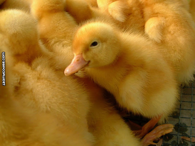  Cute baby Ducks 2