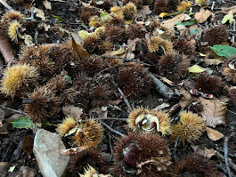 Chestnuts on the ground