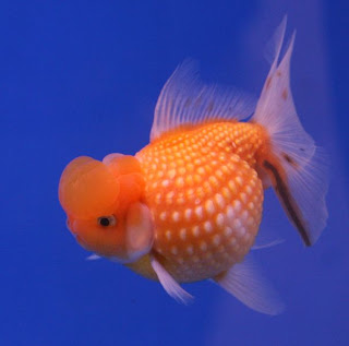 Chinsurin/Pearlscale Goldfish