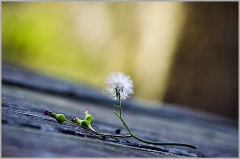 Dandelion 4