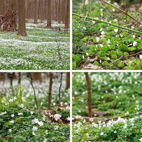 Anemoner  og skovsyre i skovbunden