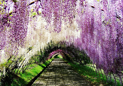 Wisteria Tunnel, Jepang