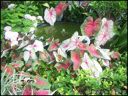 caladium
