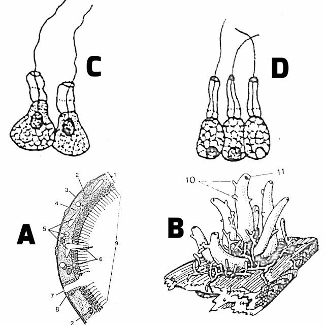 Filum Porifera