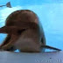 Crazy Loughing Dolphin.