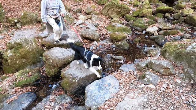 保護犬 ボーダーコリー トーマ 御岳山