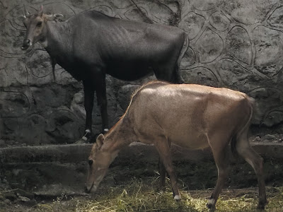 Foto Nilgai Antelope